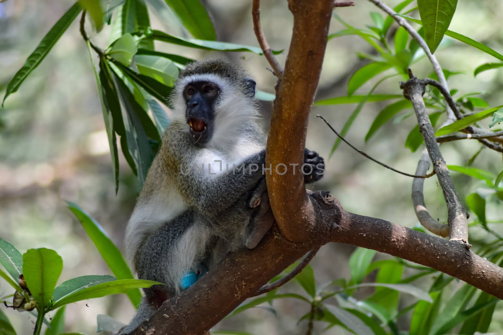 A gray and black color on a tree monkey in Tanzania