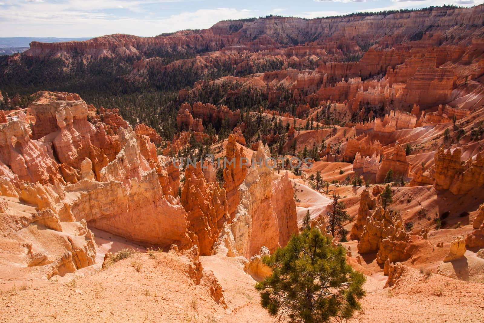 Bryce Canyon Vista by kobus_peche