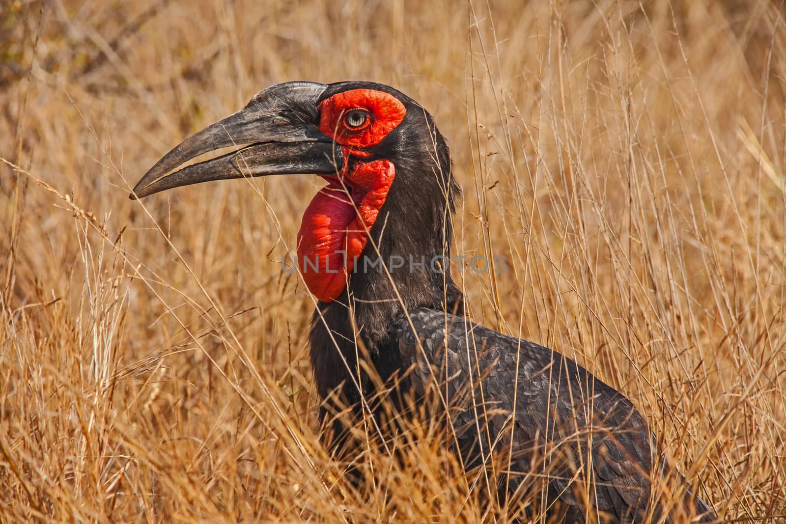 Southern Ground Hornbill (Bucorvus leadbeateri) photographed in Kruger National Park