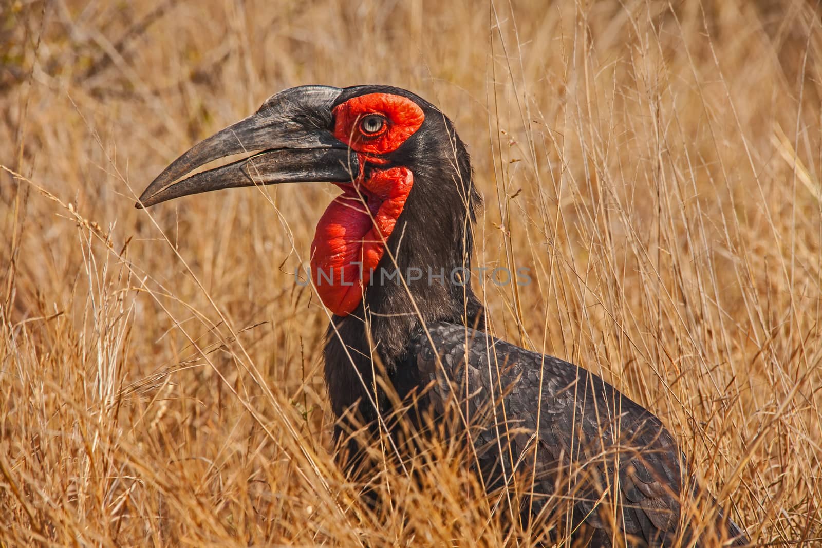 Southern Ground Hornbill (Bucorvus leadbeateri) by kobus_peche