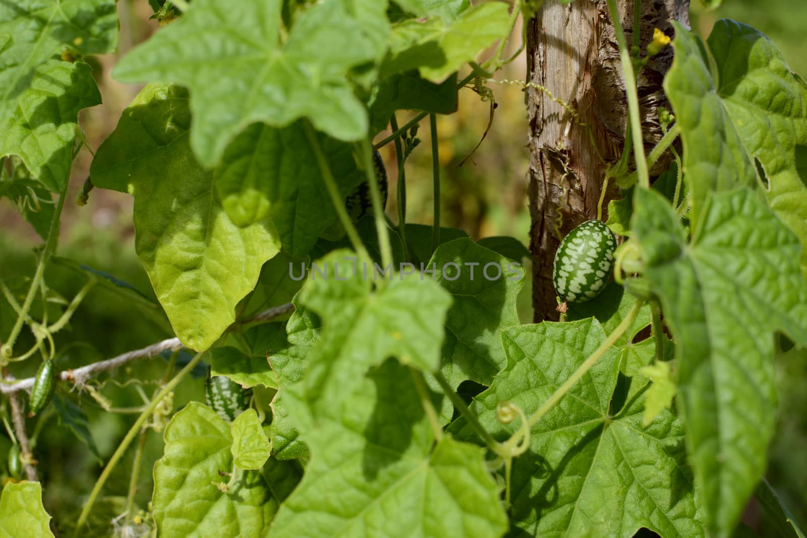 Green cucamelon among foliage; smaller fruits growing on the vine