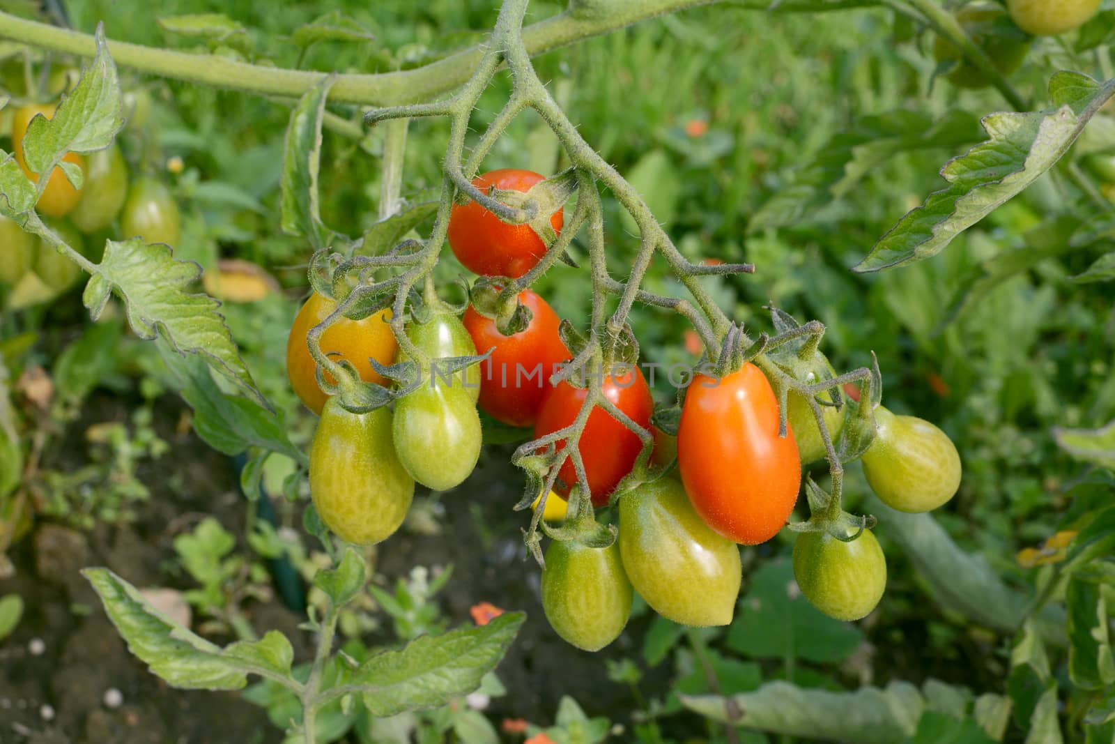 Rainbow cherry plum tomato truss with many fruits - red, orange and green