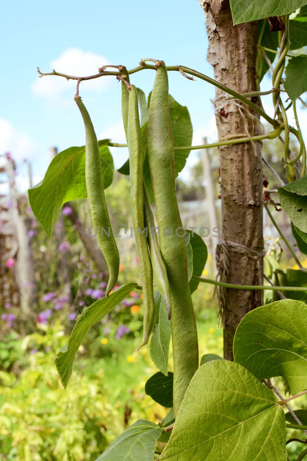 Long runner beans hanging from the vine in selective focus; allotment garden and flowers beyond