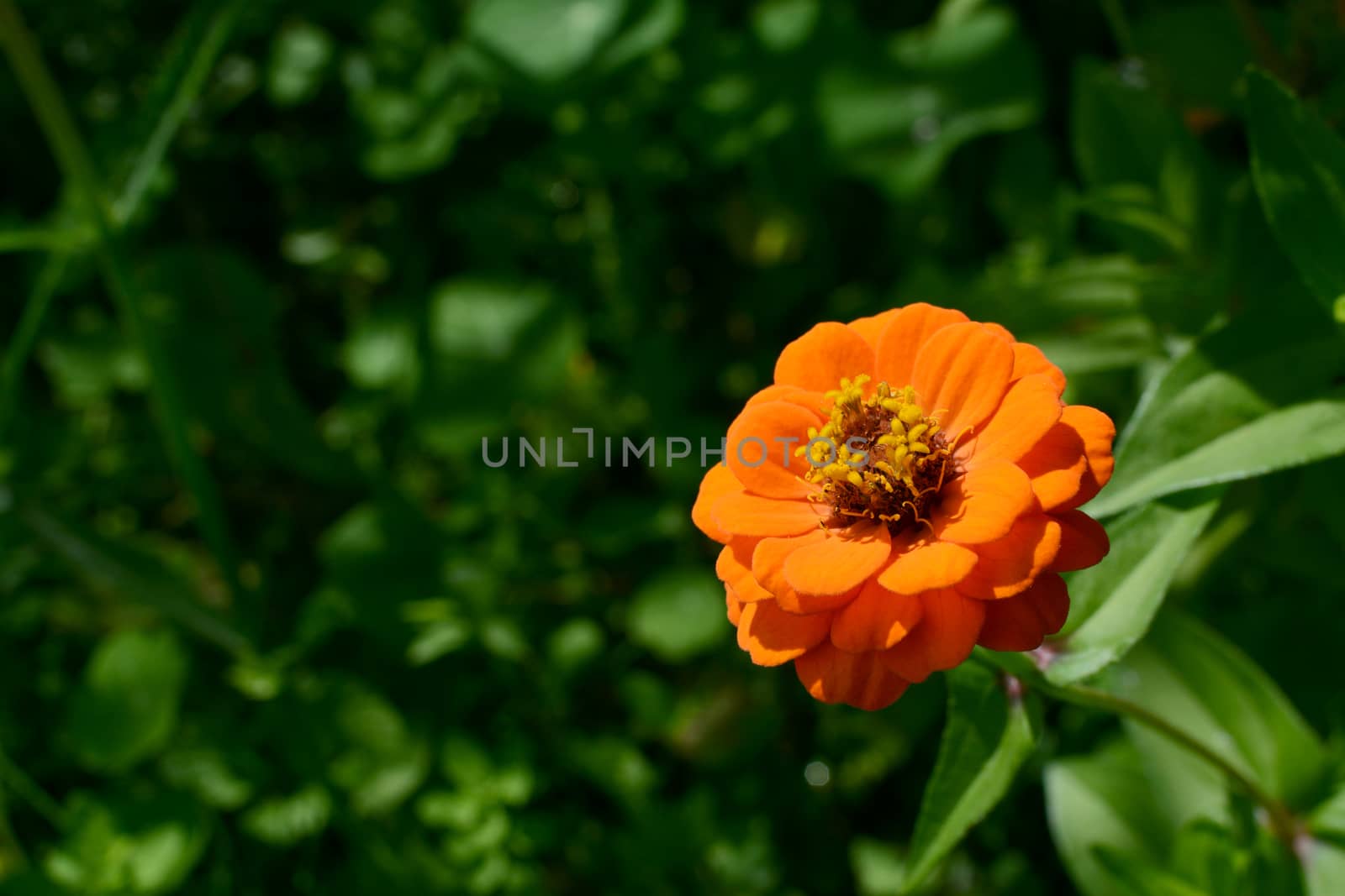 Bright orange zinnia flower against deep green foliage with copy space