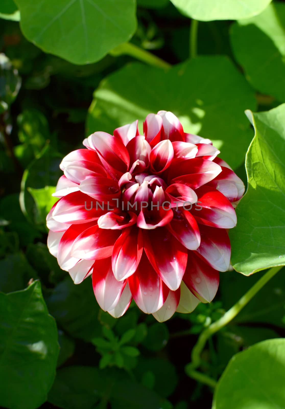 Pretty red dahlia flower with white-tipped petals and water droplets, growing among dense foliage.