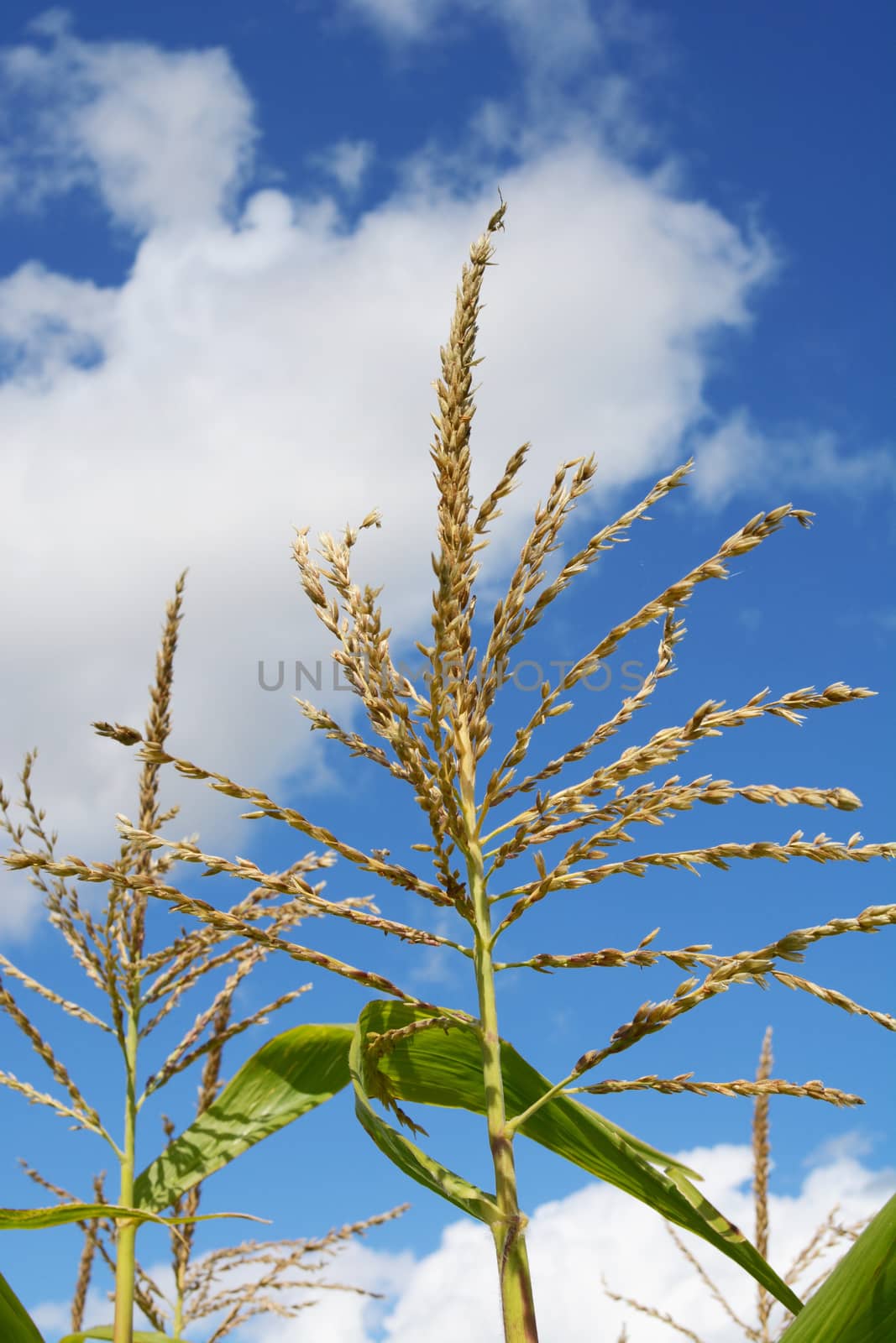 Open sweetcorn tassel at the top of the against a blue sky with white clouds