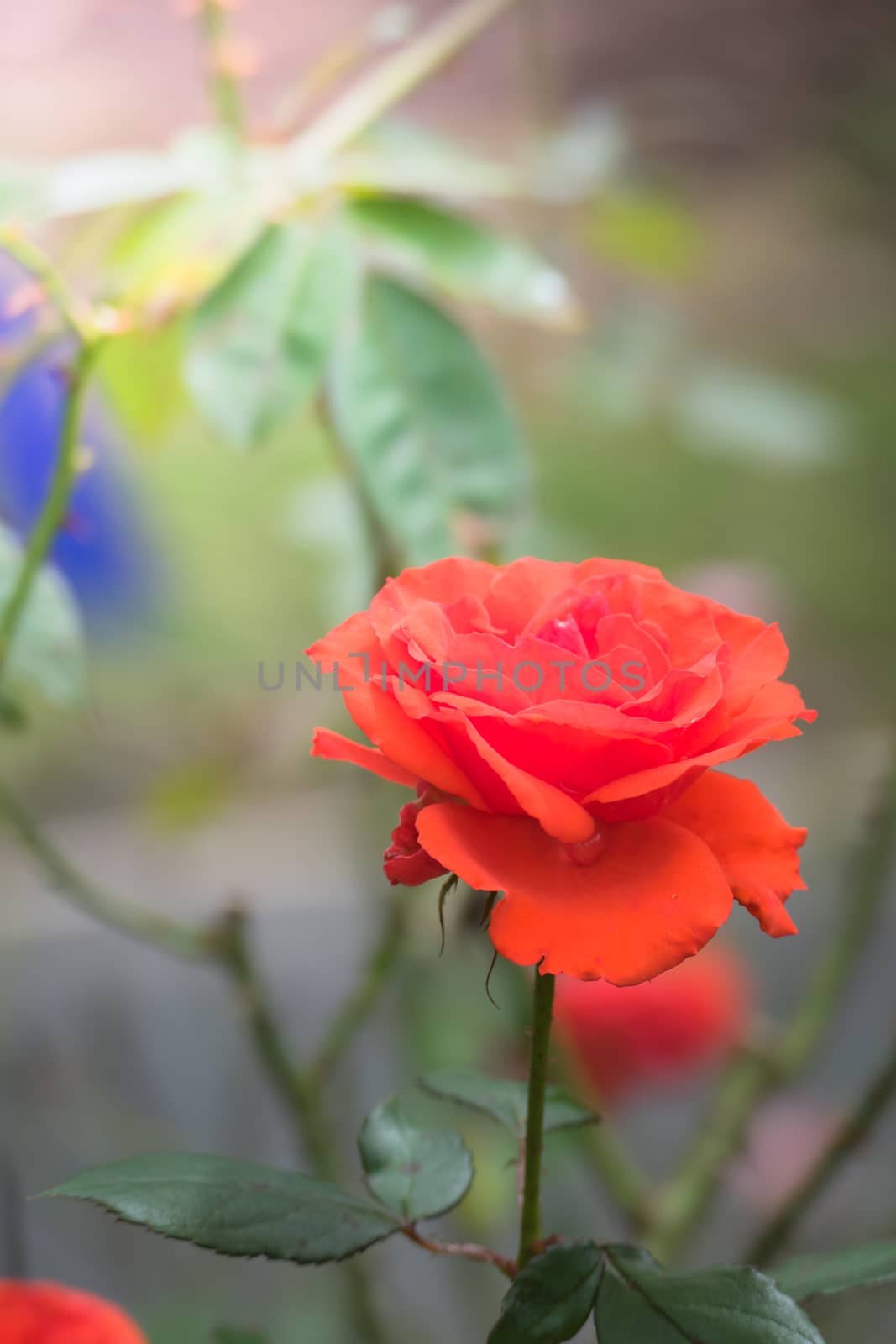 The background image of the colorful flowers, background nature