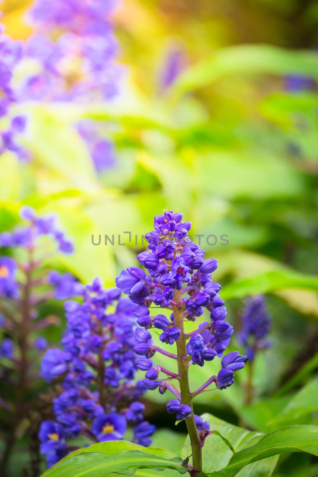 The background image of the colorful flowers by teerawit