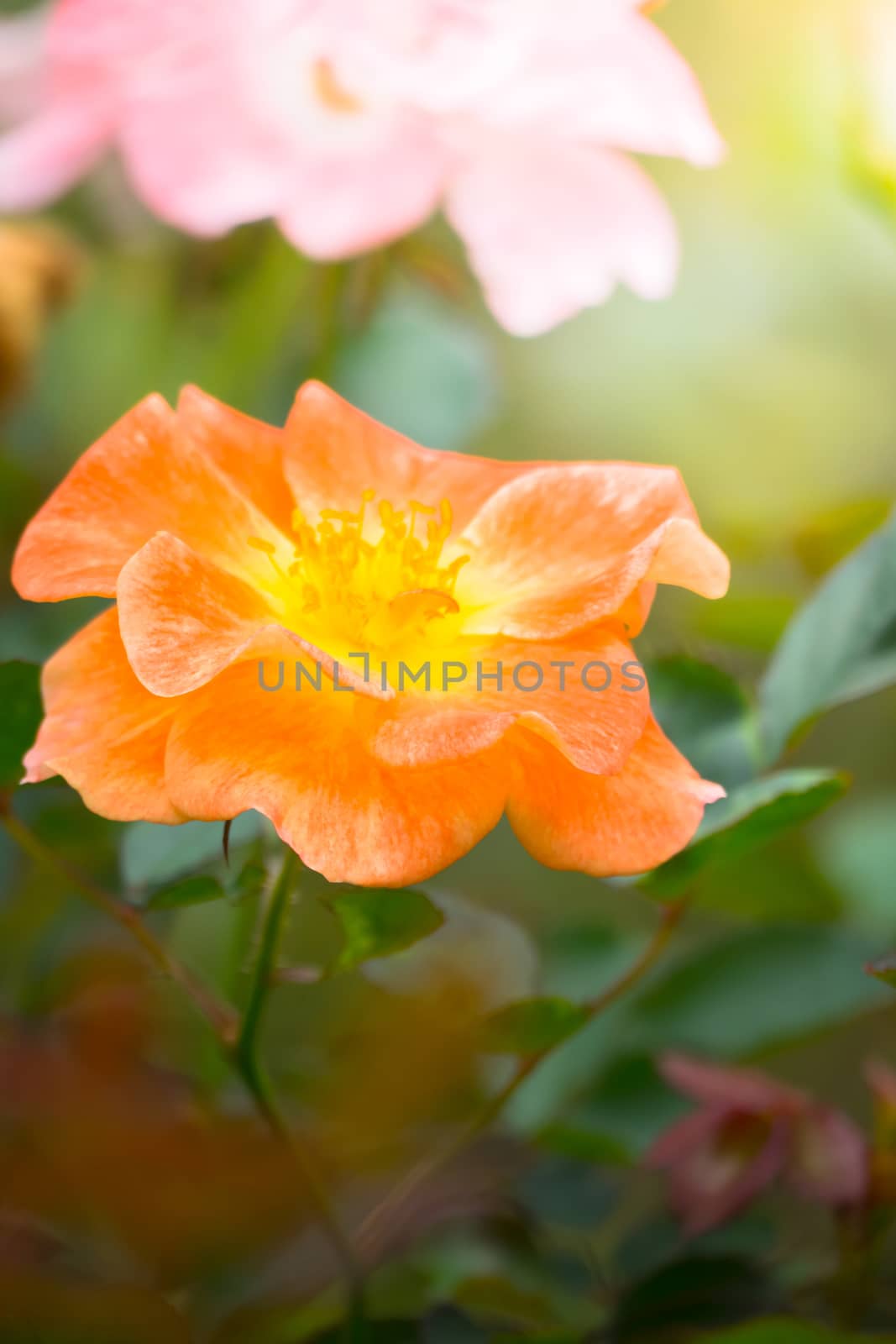 The background image of the colorful flowers, background nature