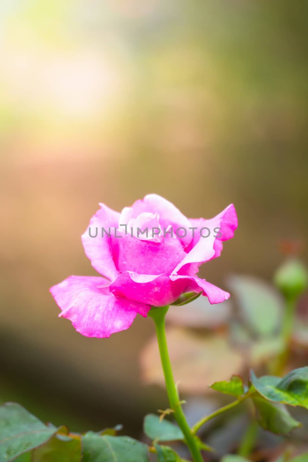 The background image of the colorful flowers, background nature