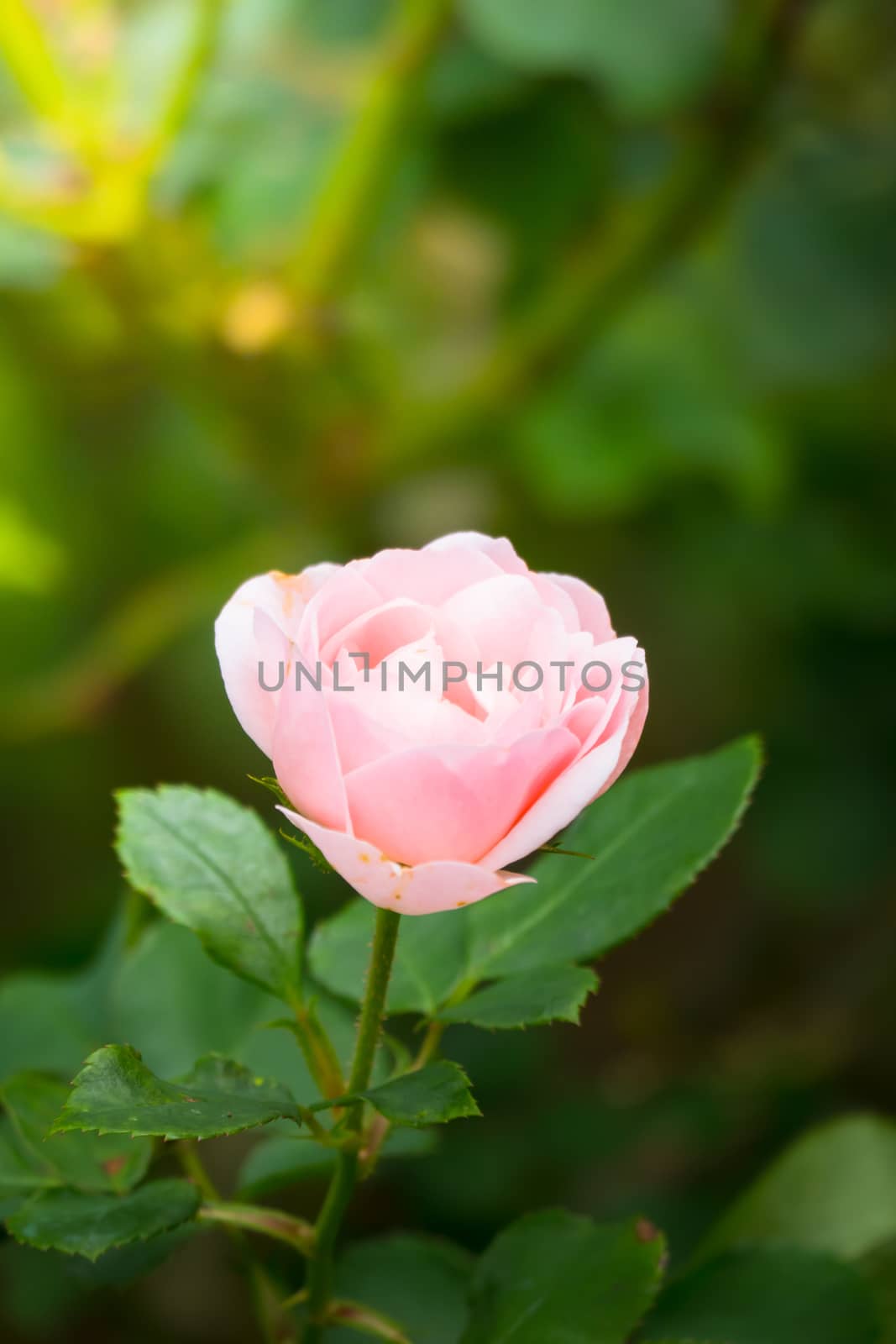 The background image of the colorful flowers, background nature