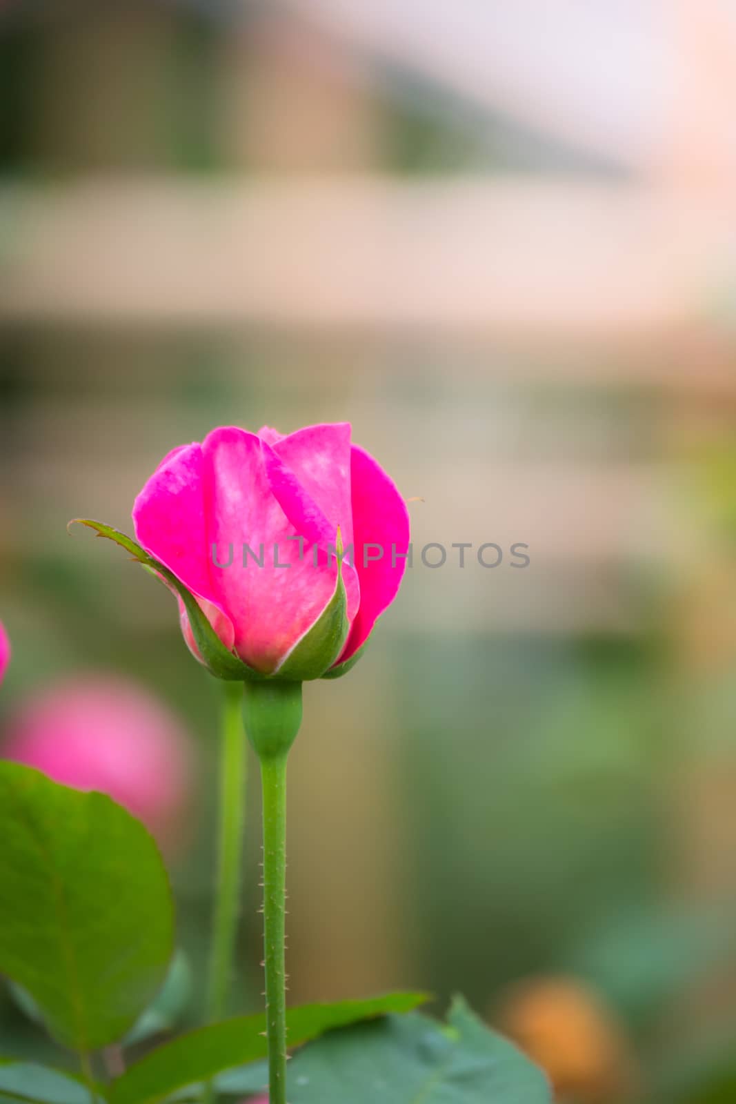 The background image of the colorful flowers, background nature