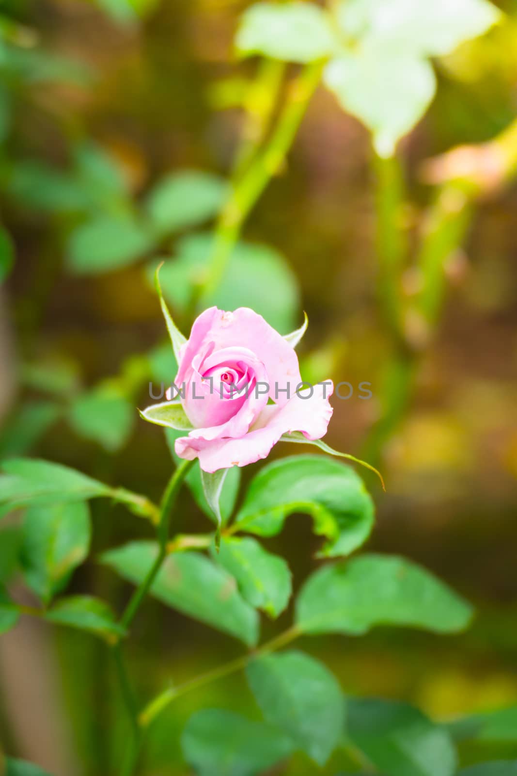 The background image of the colorful flowers, background nature