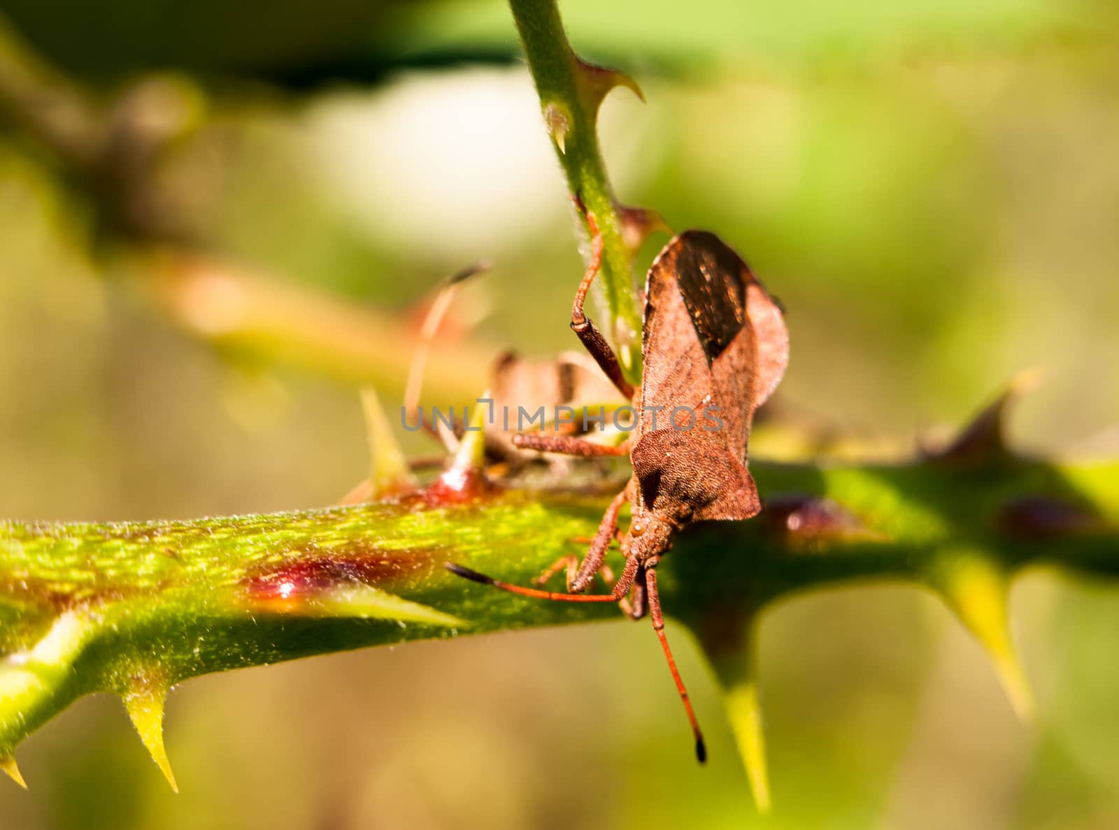 close up of dock bug on thorny branch Coreus marginatus; England; UK