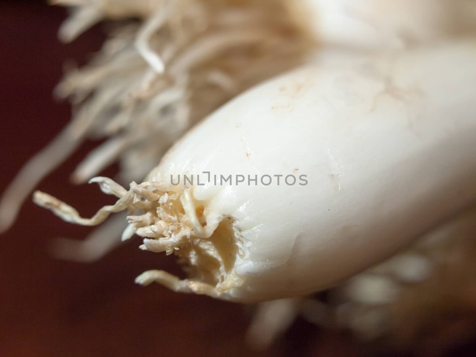 close up of ends of spring onions roots by callumrc