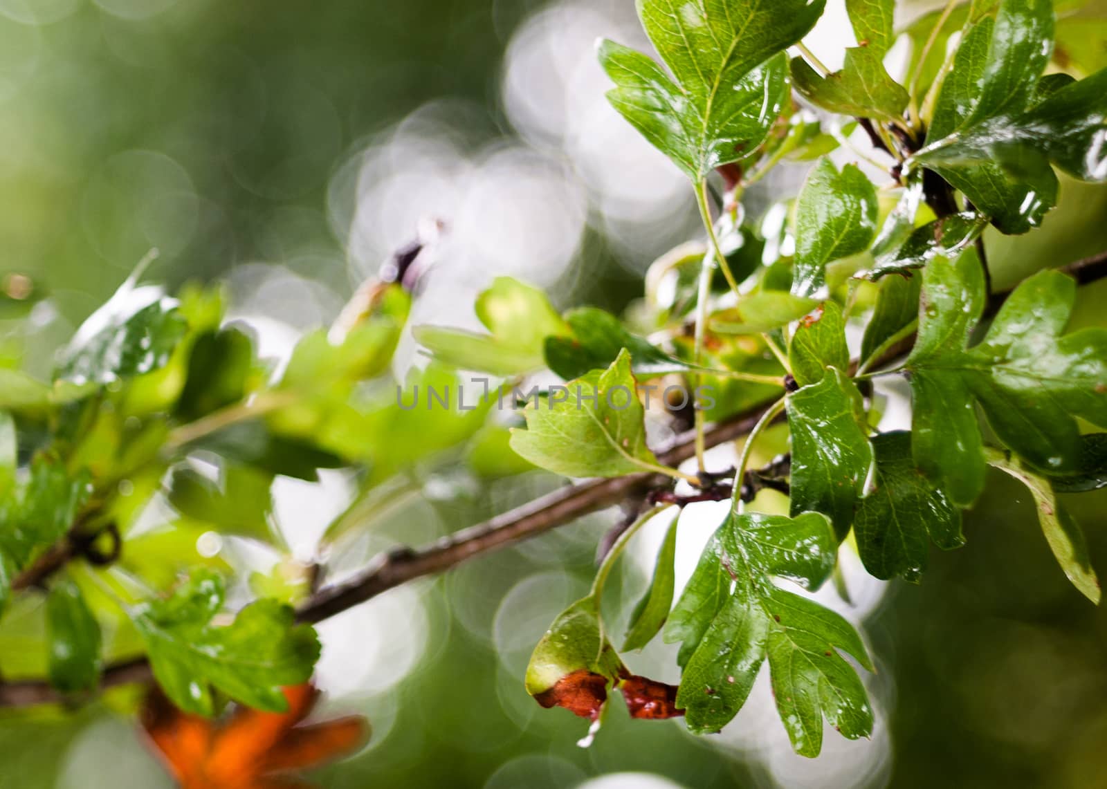 close up of wet green leaves on branch summer forest; England; UK