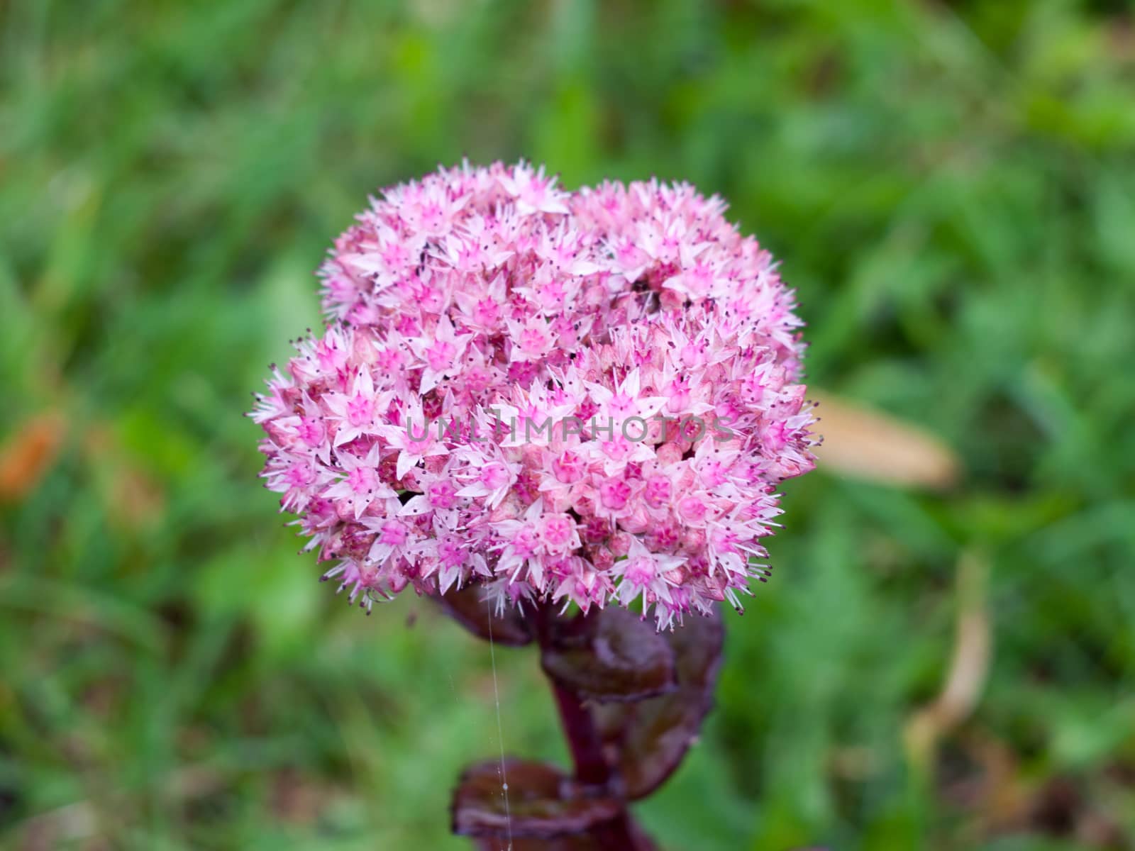 bunch of lush star shaped growing pink flowers; England; UK