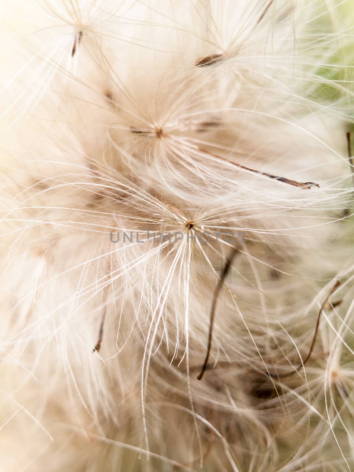 close up detail furry fluffy white milk thistle strands background; England; UK