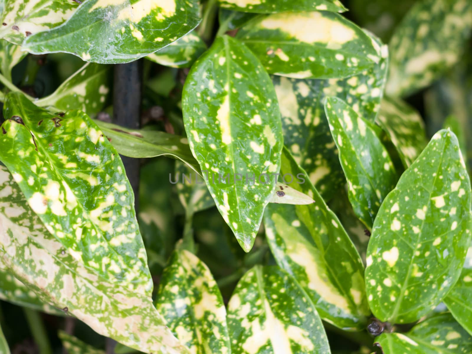 close up green and yellow variegated foliage background; England; UK