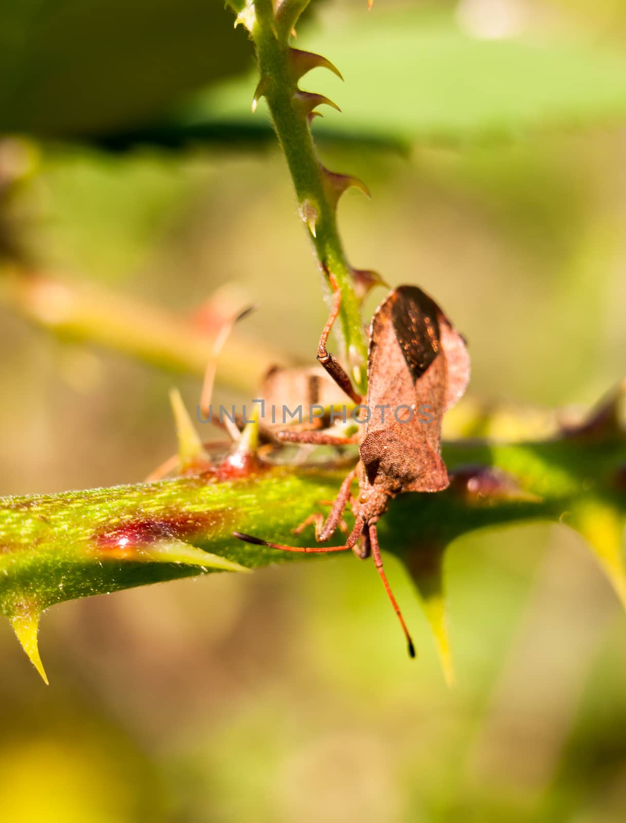 close up of dock bug on thorny branch Coreus marginatus; England; UK