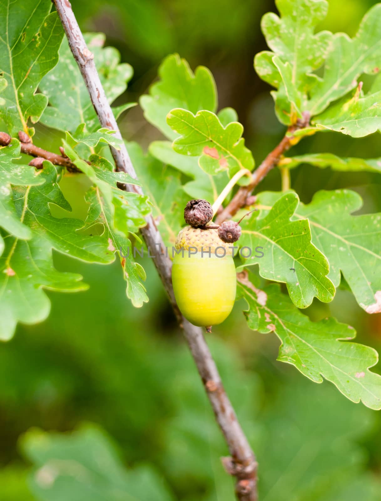 close up of green acorn single on tree detail sharp Quercus robur; England; UK