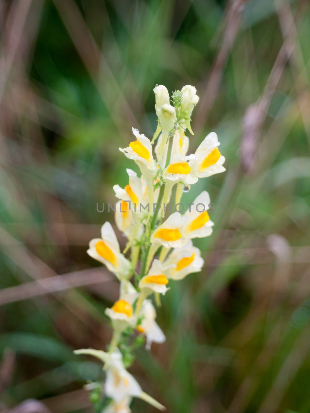 close up of growing ornage and yellow delicate plant uk wild beautiful growing wild flower summer Linaria vulgaris; England; UK