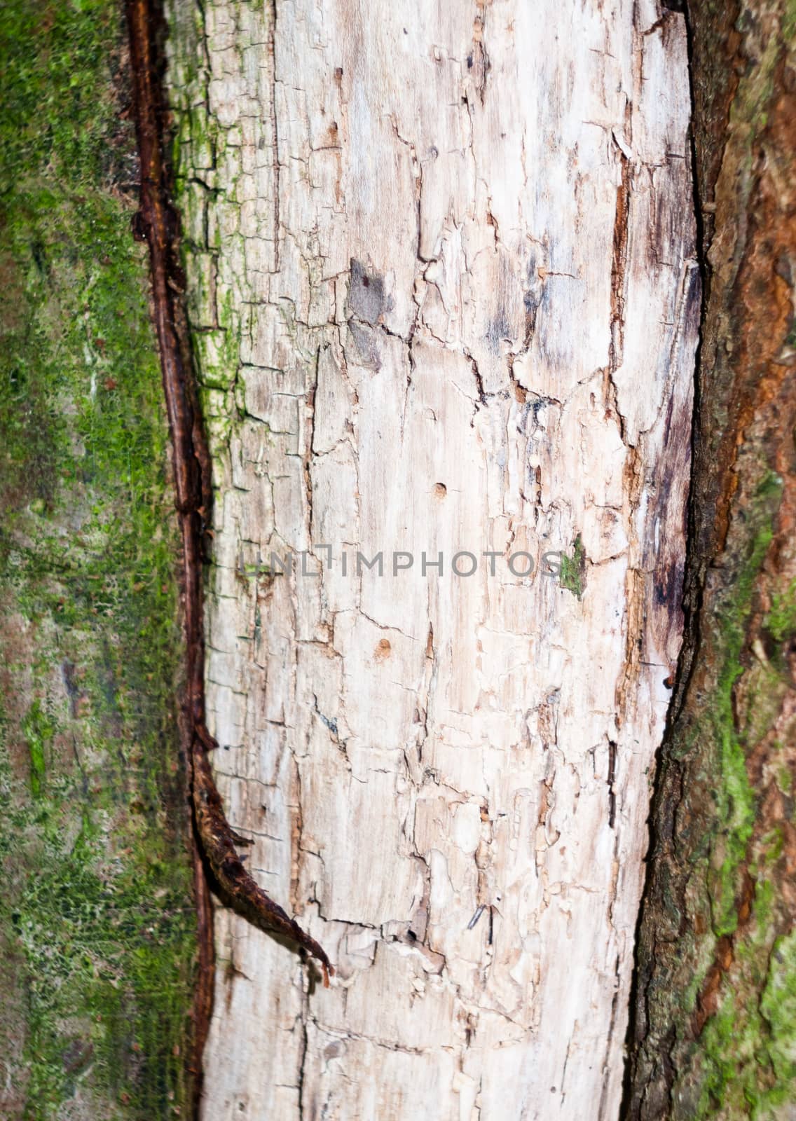 close up of inside of tree rough weathered bark texture; England; UK
