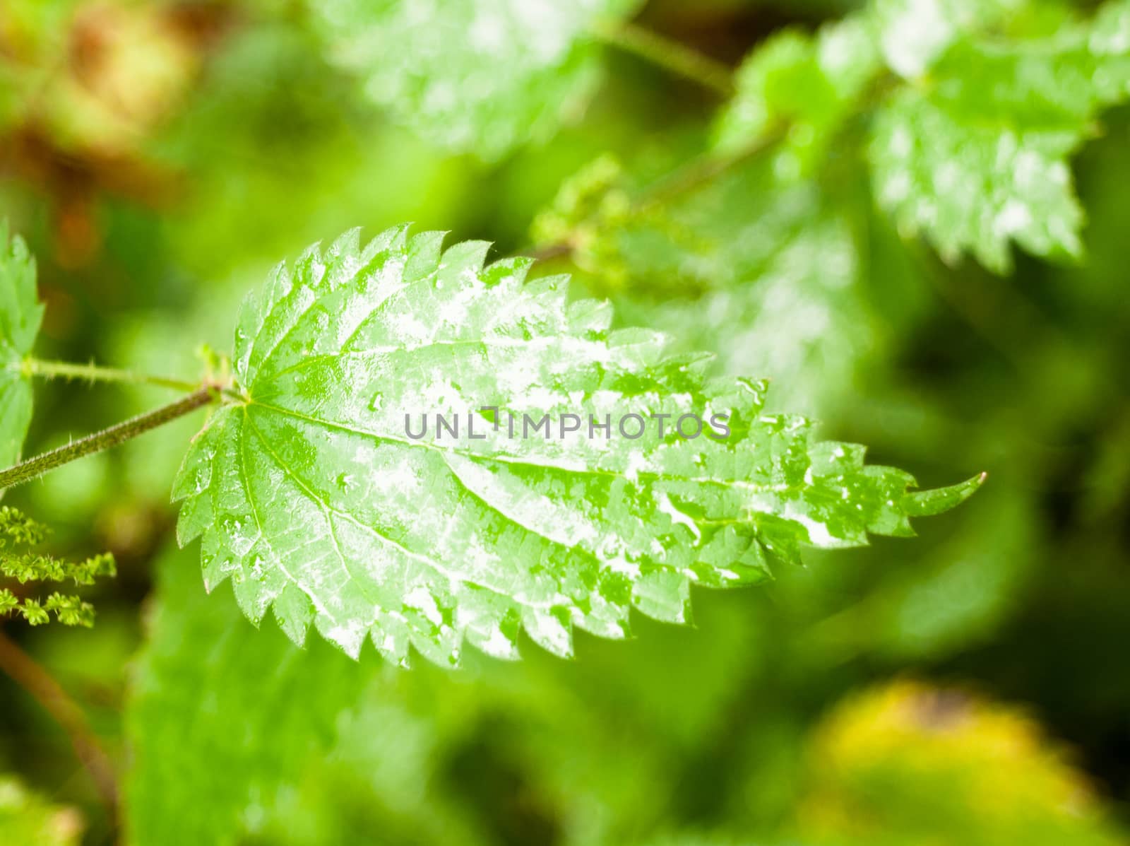 close up of lush green ripe leaf wet dew background; England; UK