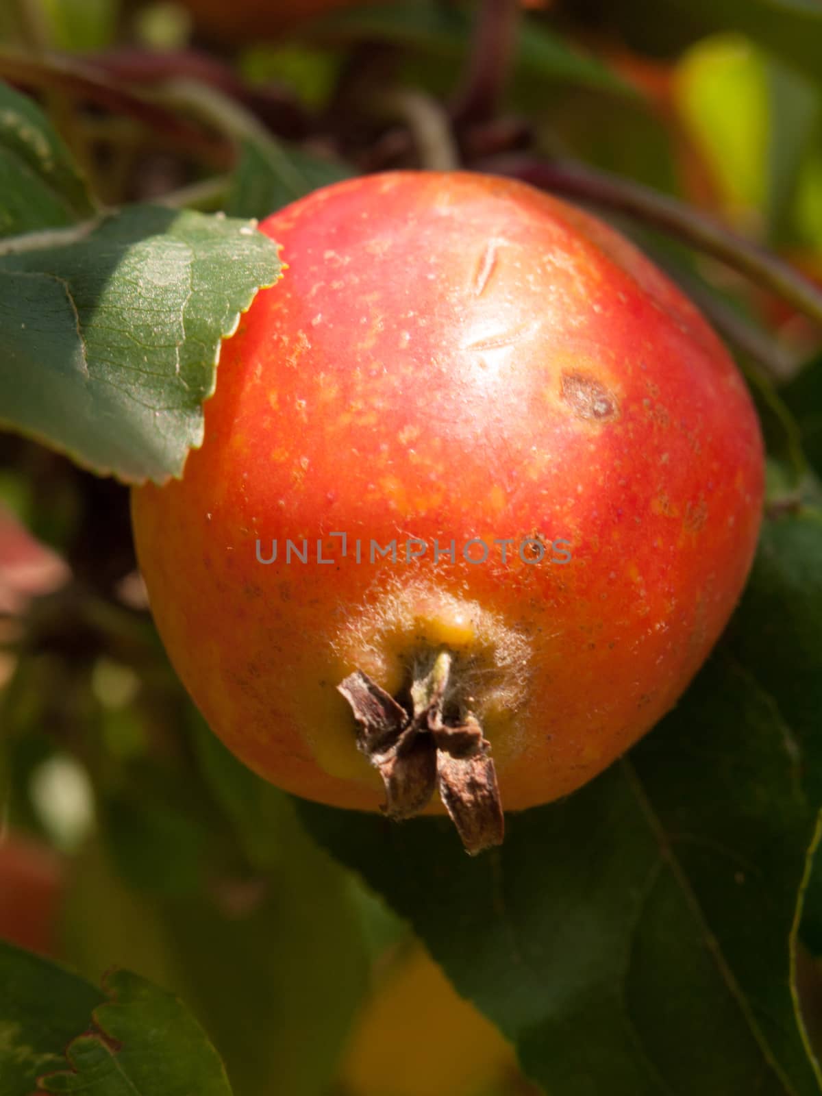 close up of red crab apple macro on tree Malus sylvestris fruit; England; UK