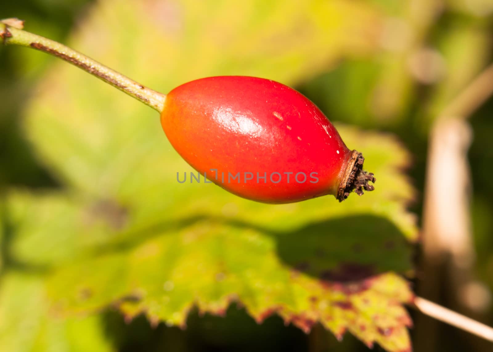 close up of ripe red single rose hip wild rosa canina by callumrc