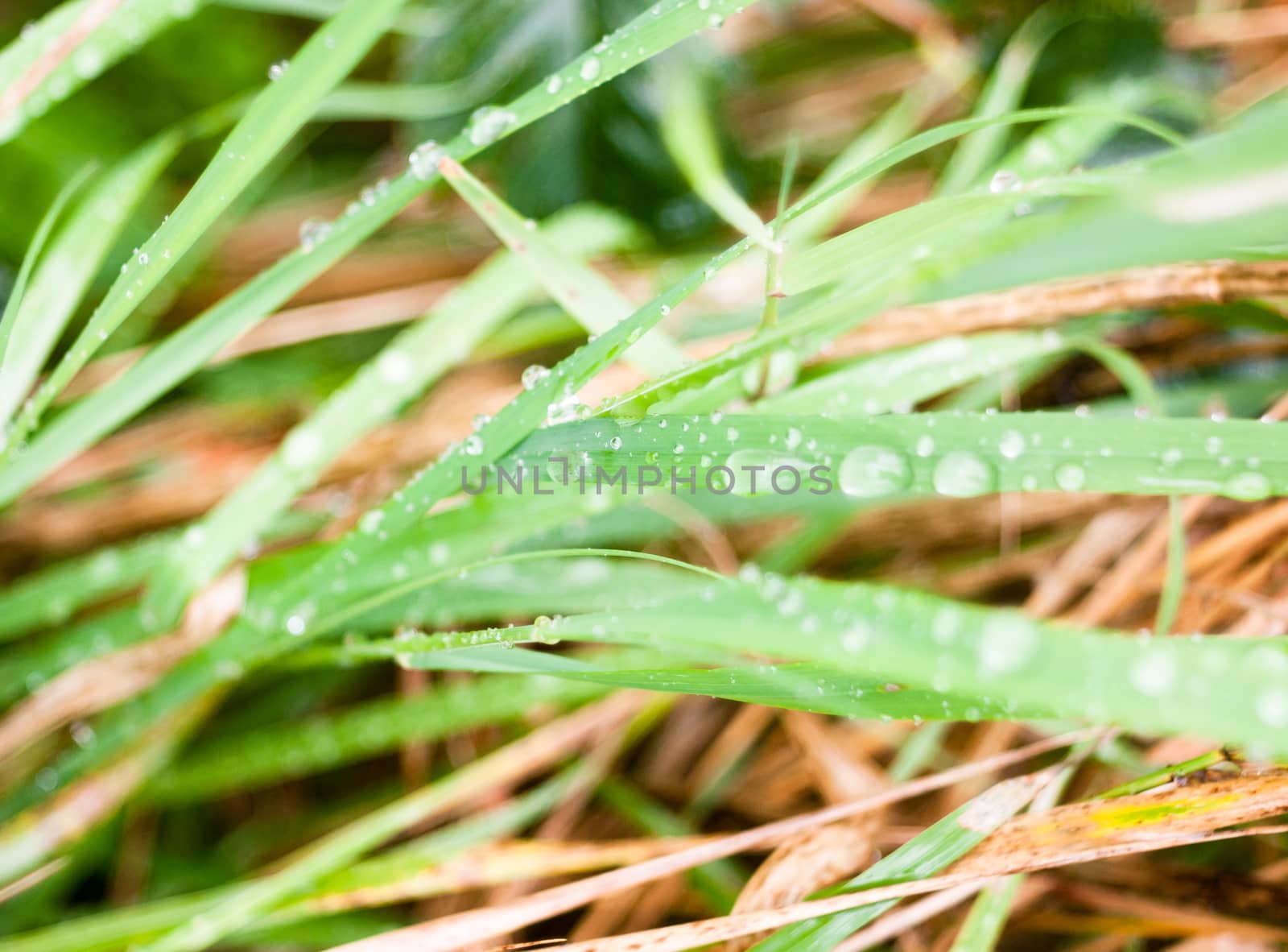 close up of water dew droplets rain water on blade of green grass floor; England; UK