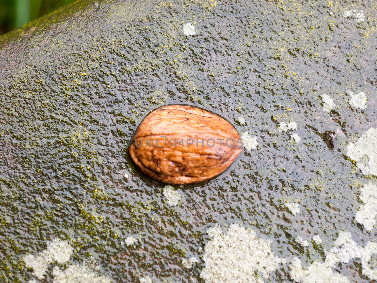 close up of wet half shell of walnut on top of wall; England; UK
