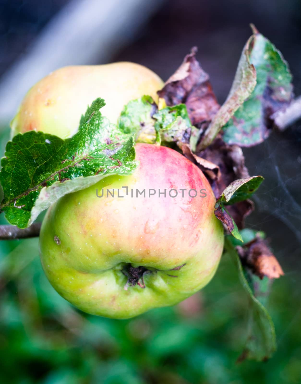 green lush ripe apple red growing on tree close up by callumrc