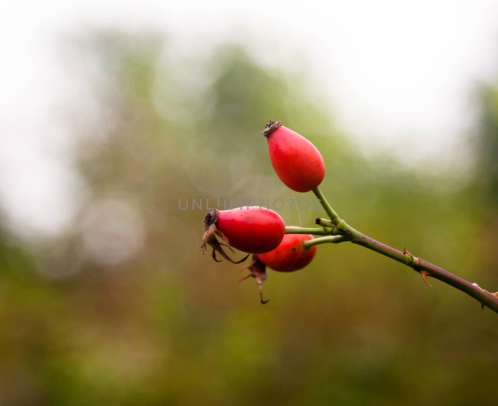 three lush red ripe rose hips on branch rosa canina; England; UK