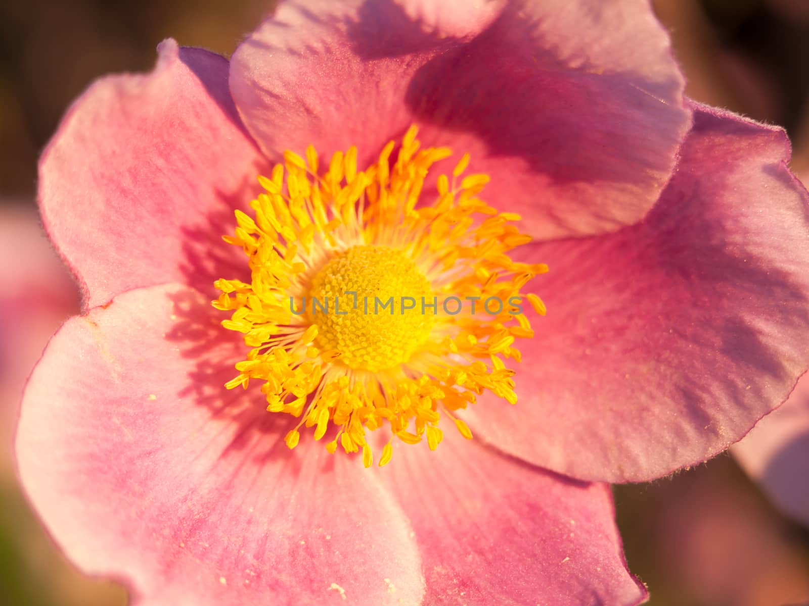 wild pink close up macro wild rose Rosa canina ; England; UK