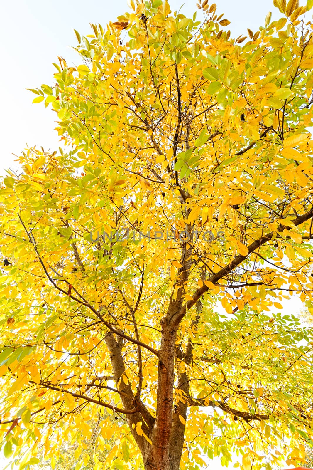 tree crown of oak  in the fall on a sunny day, note shallow depth of field