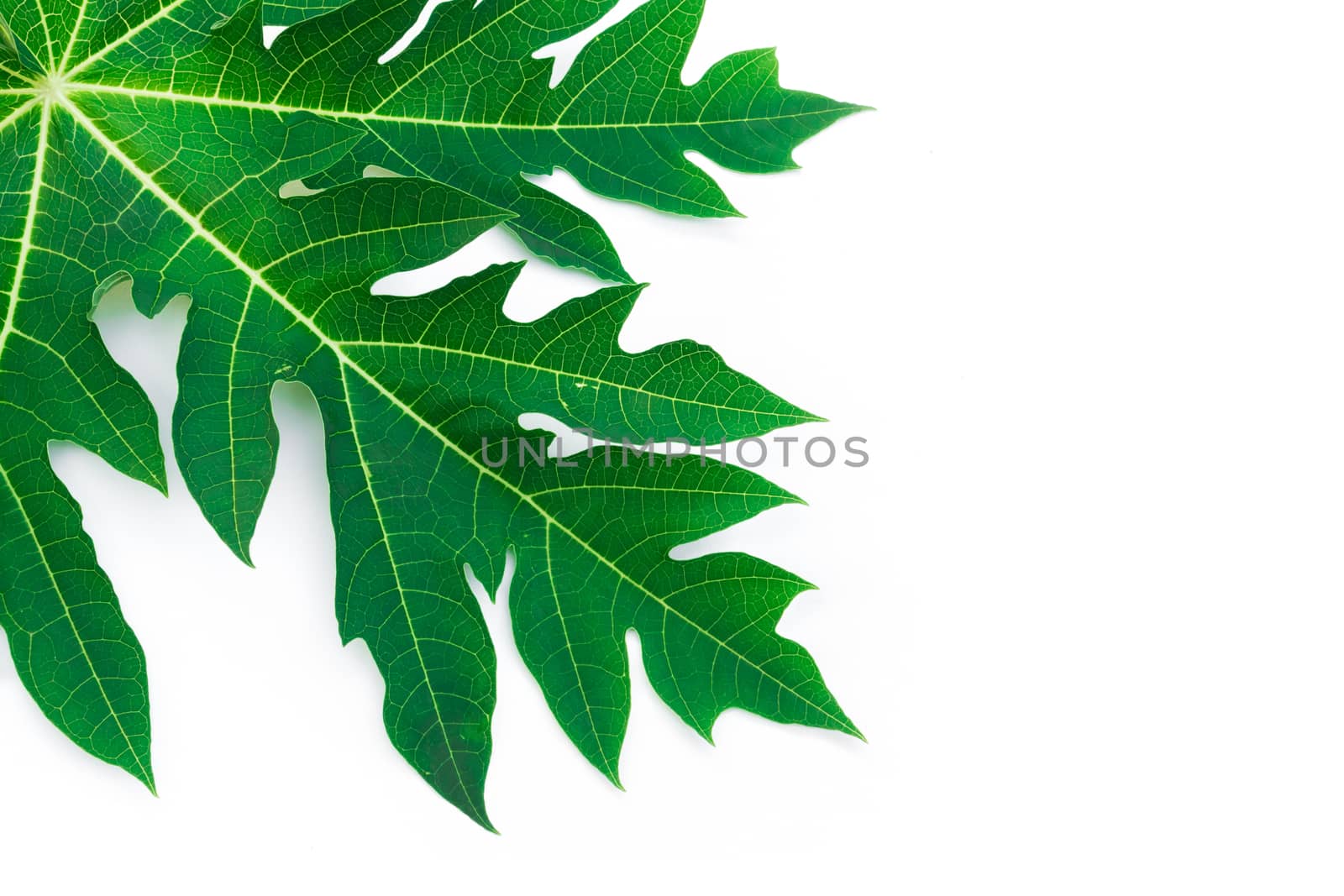 Closeup papaya leaf on white background