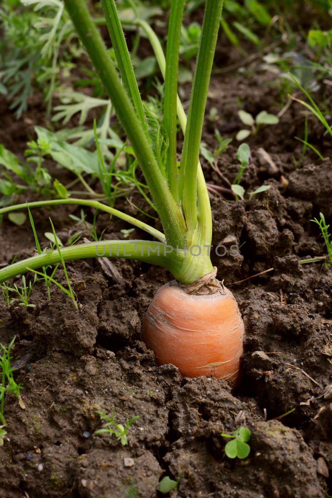 Orange carrot top of root vegetable growing in soil