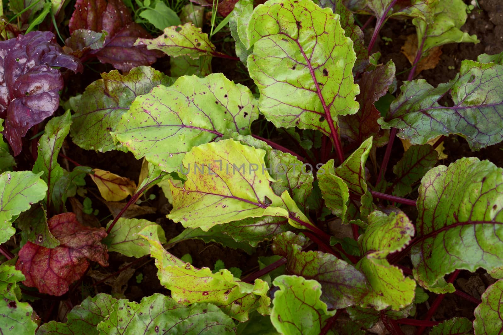 Dense foliage of beetroot plants; lush bright green and deep purple leaves