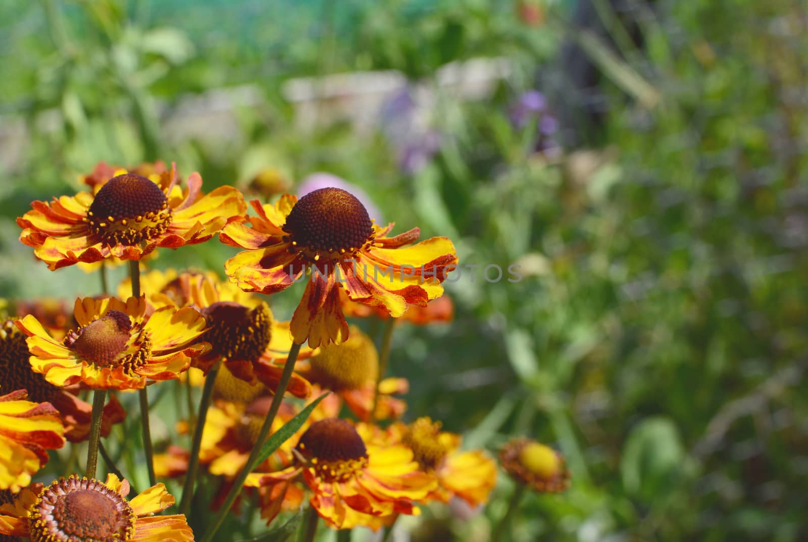 Group of golden yellow and red sneezeweed flowers - Helenium Waltraut - copy space on green foliage of flower bed