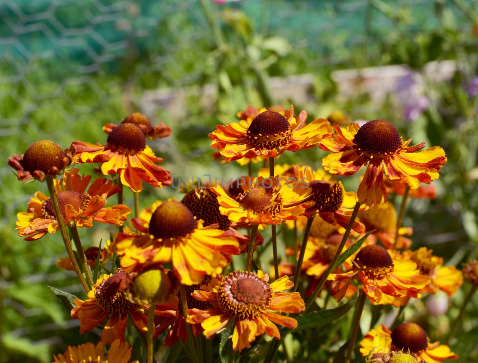 Cluster of red-brown and yellow helenium flowers - common name sneezeweed