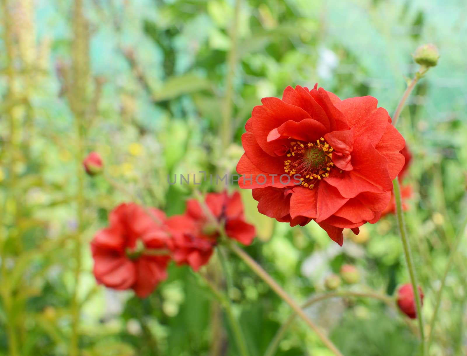Red geum flower in selective focus against other blooms and green foliage