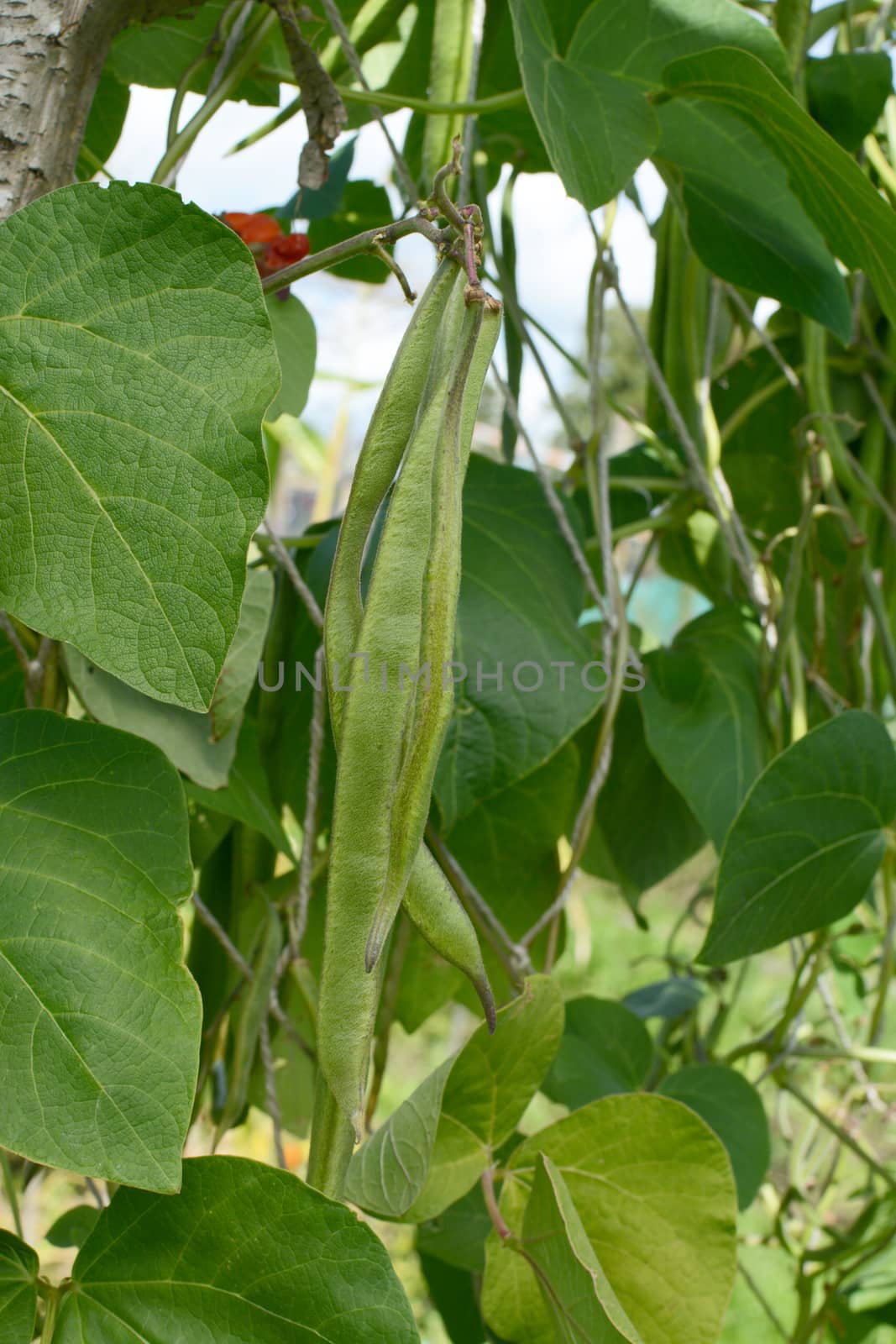Runner beans growing on leafy green vine, climbing up twine netting