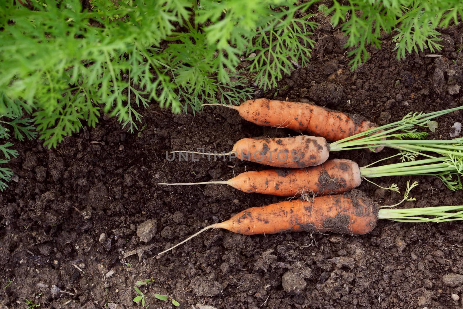 Four orange carrots newly harvested from a vegetable garden