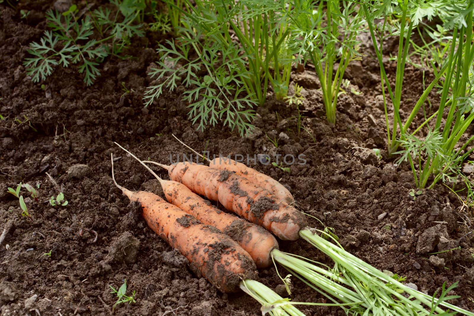 Harvested carrots, covered in dirt, lie on soil next to line of carrot plants