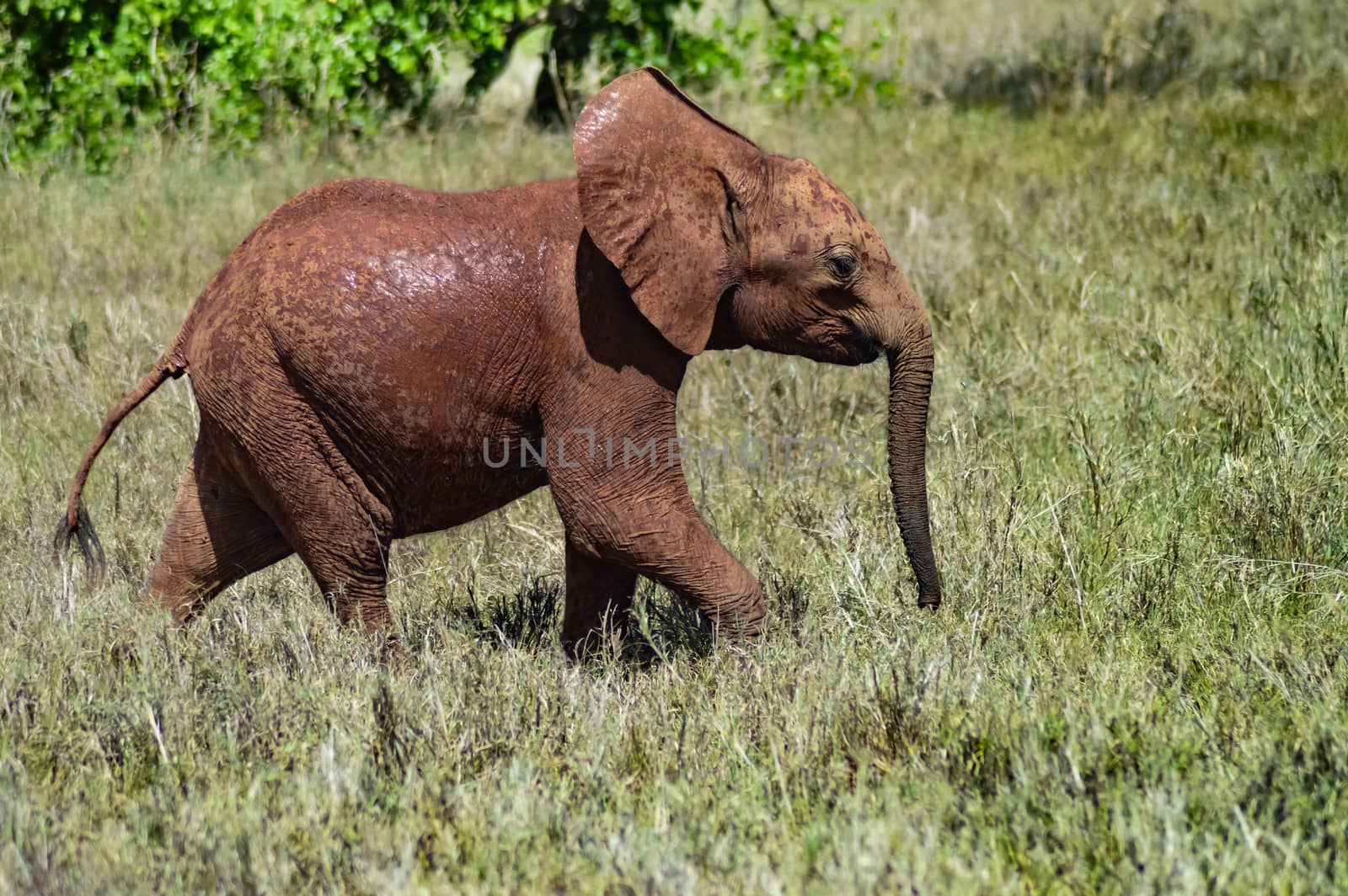 Small elephant strolling through the savanna of Tsavo West Park in Kenya