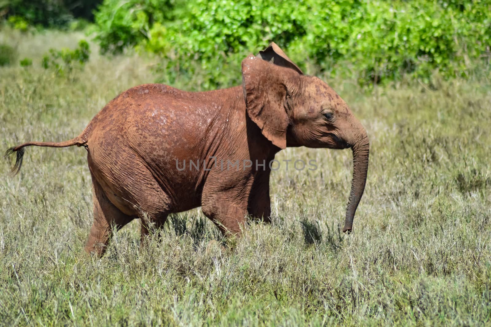 Small elephant strolling through the savanna of Tsavo West Park in Kenya