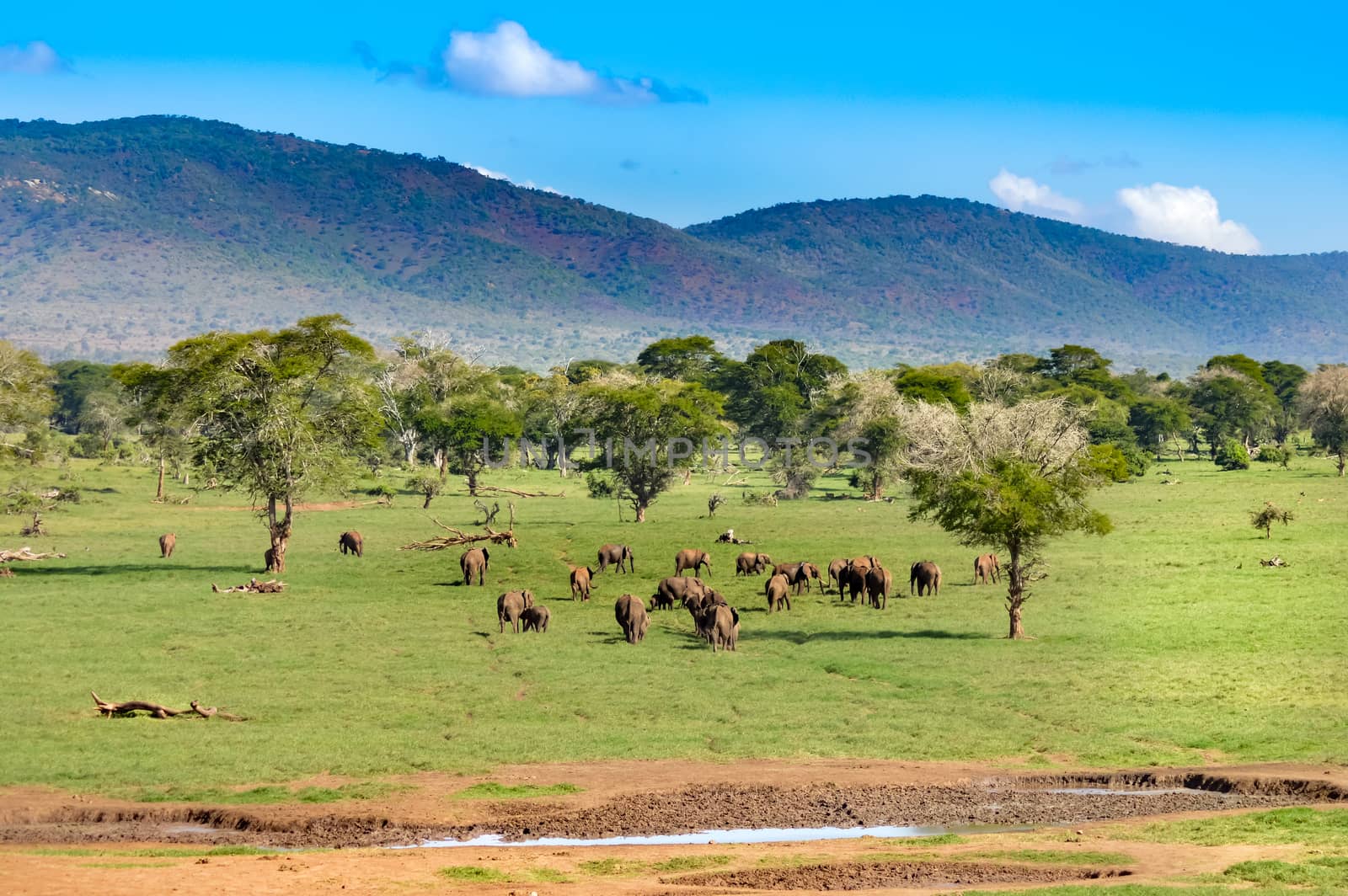 Herd of elephants come to refresh in a water point of the park tsavo west in Kenya