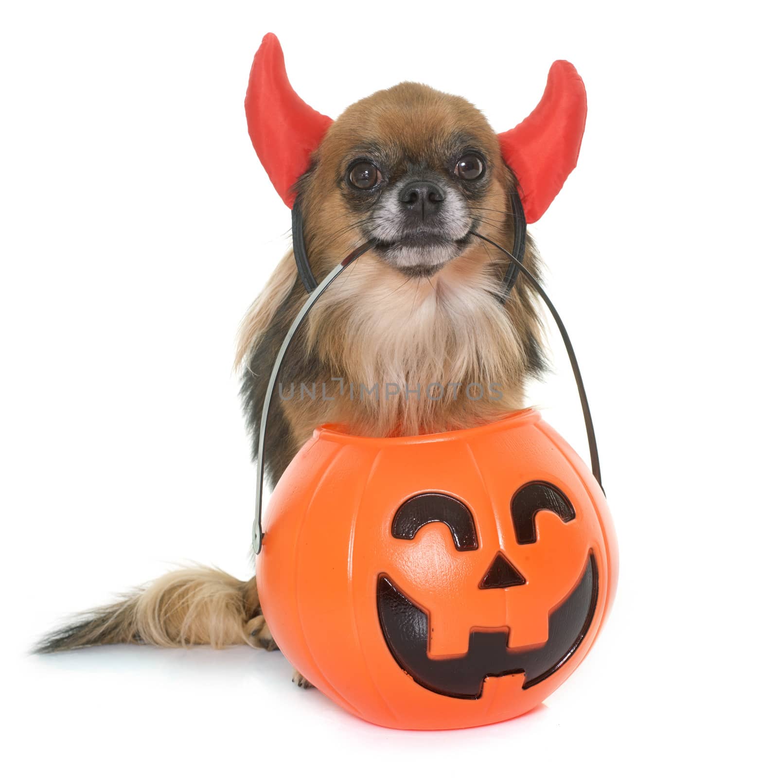 halloween pumpkin and chihuahua in front of white background