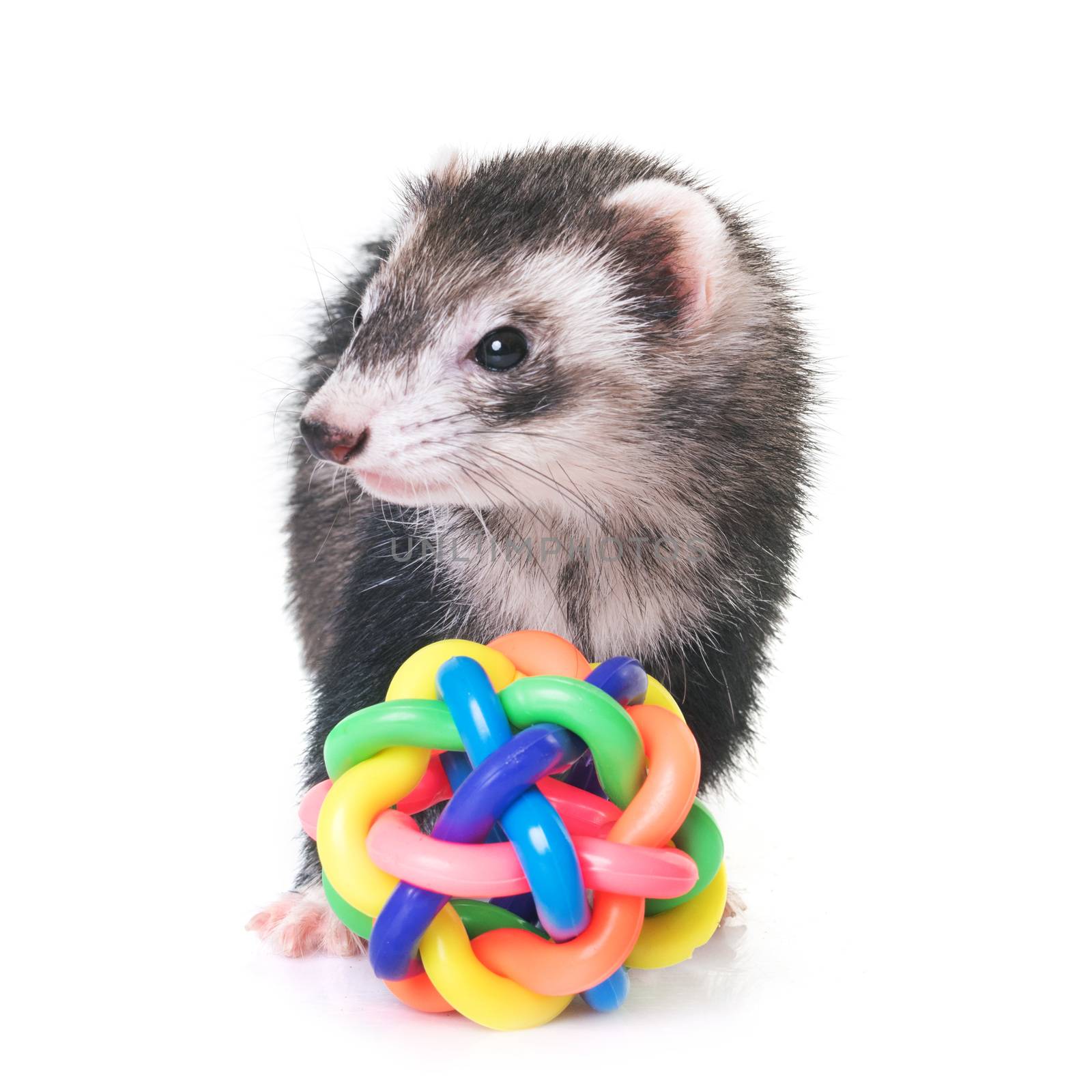 female ferret in front of white background